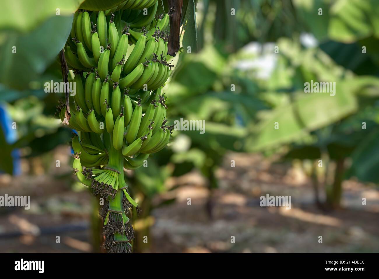 Ein Haufen unreifer grüner Bananen, die auf einer Plantage in Zypern auf Bäumen wachsen Stockfoto