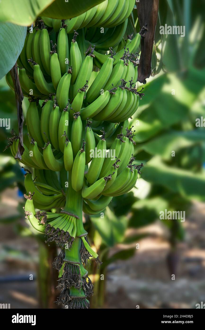 Ein Haufen unreifer grüner Bananen, die auf einer Plantage in Zypern auf Bäumen wachsen Stockfoto