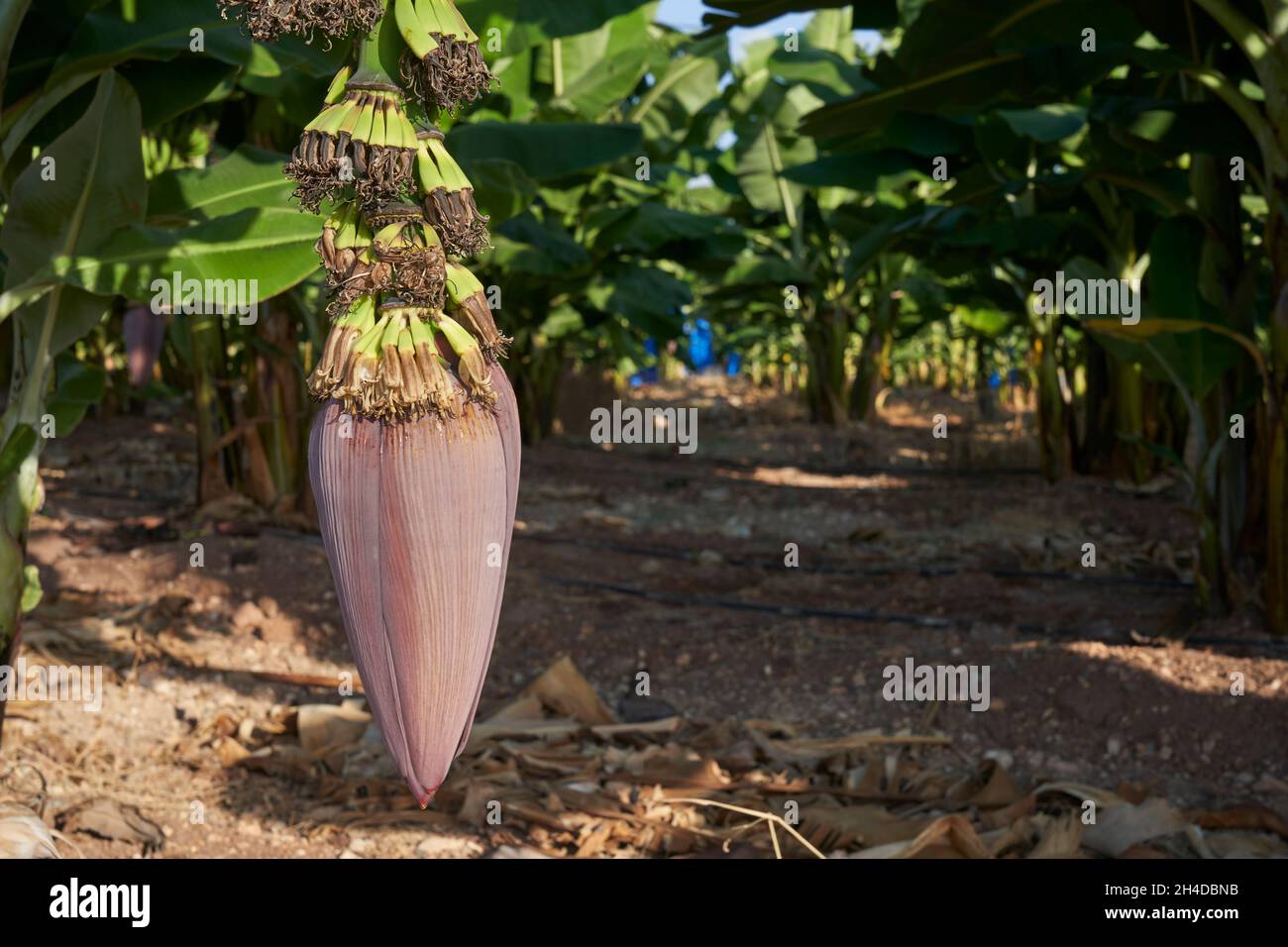Nahaufnahme der Bananenbaumschote auf der Plantage, die die kleinen Früchte zeigt, die in Zypern wachsen Stockfoto