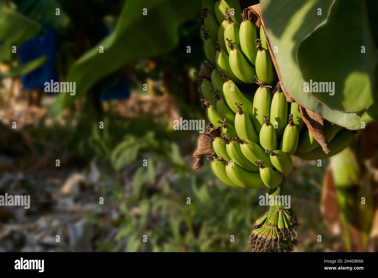 Ein Haufen unreifer grüner Bananen, die auf einer Plantage in Zypern auf Bäumen wachsen Stockfoto