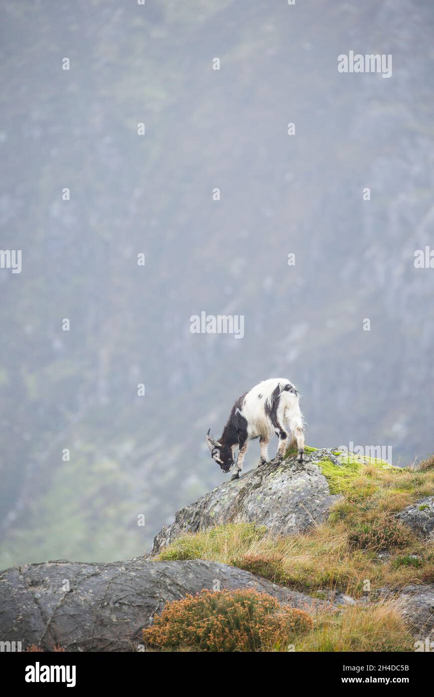 Wilde, walisische Bergziege mit langen Hörnern, isoliert auf Bergfelsen stehend, Snowdonia National Park, North Wales, Großbritannien, im Herbstnebel. Stockfoto