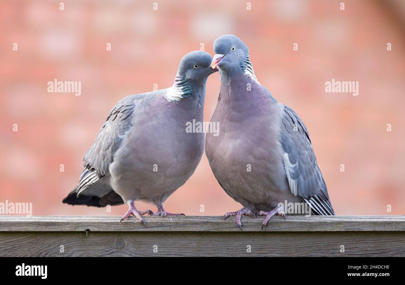 Holztauben, Paarungsritual in einem britischen Garten Stockfoto