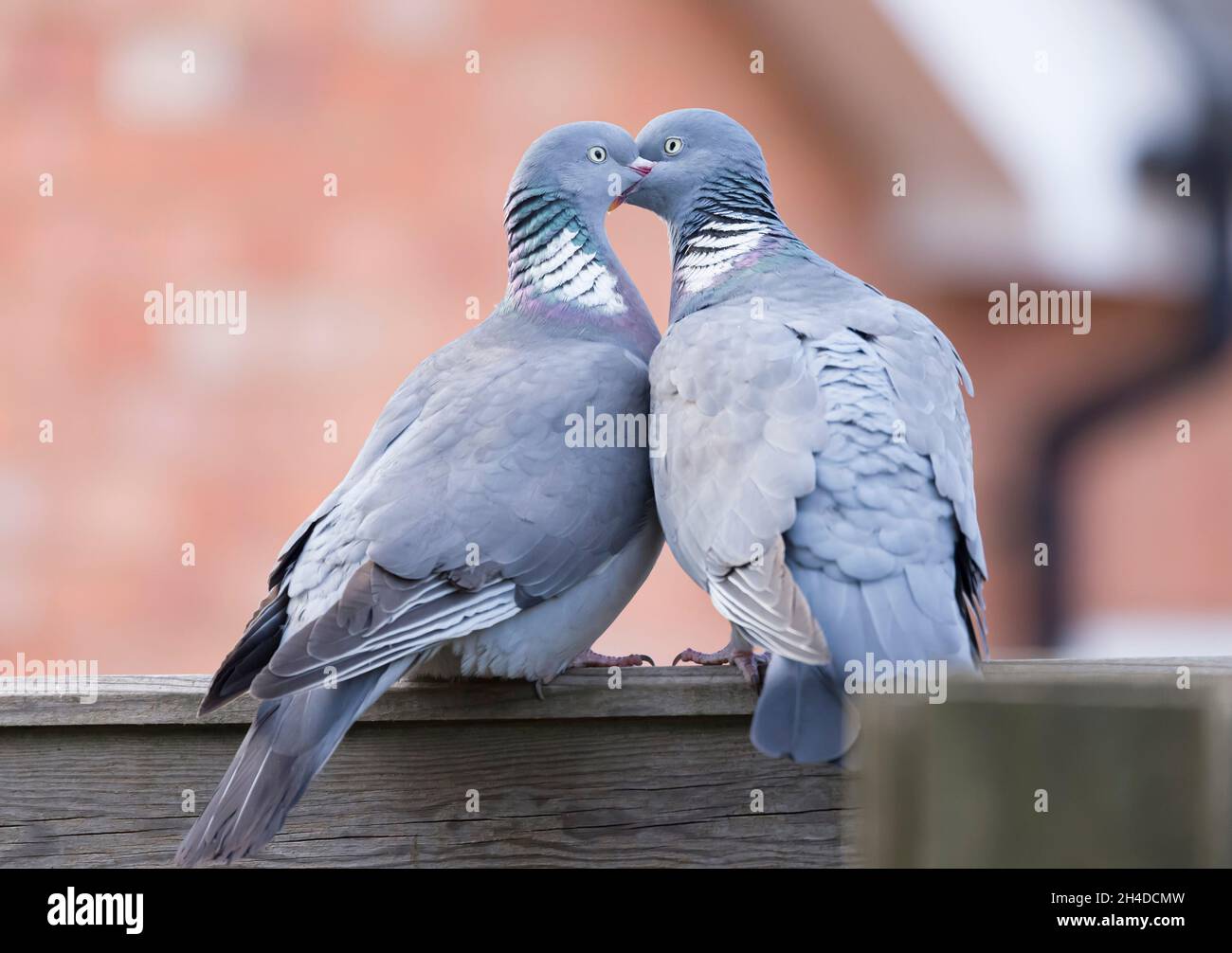 Waldtaubenvögel küssen. Männliche und weibliche Tauben verbinden, Balzritual in einem britischen Garten Stockfoto
