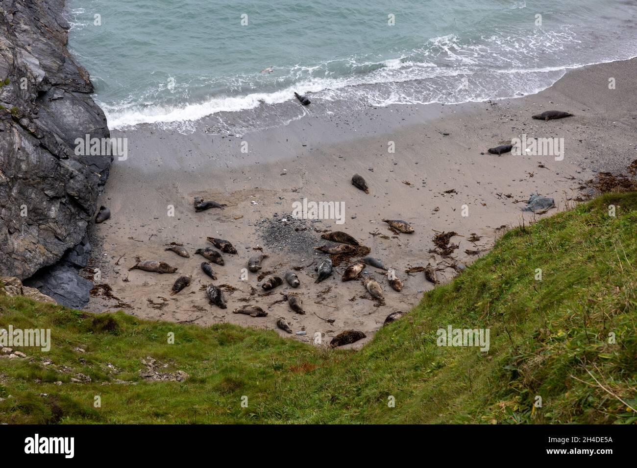 Mutton Cove in Cornwall. Vereinigtes Königreich Stockfoto
