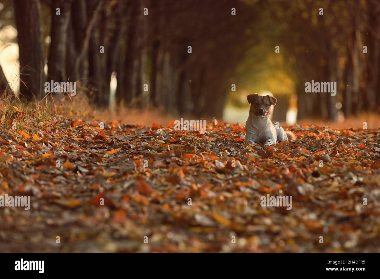 Niedlicher Hund legt sich im Herbst bei Sonnenuntergang auf die Straße Stockfoto
