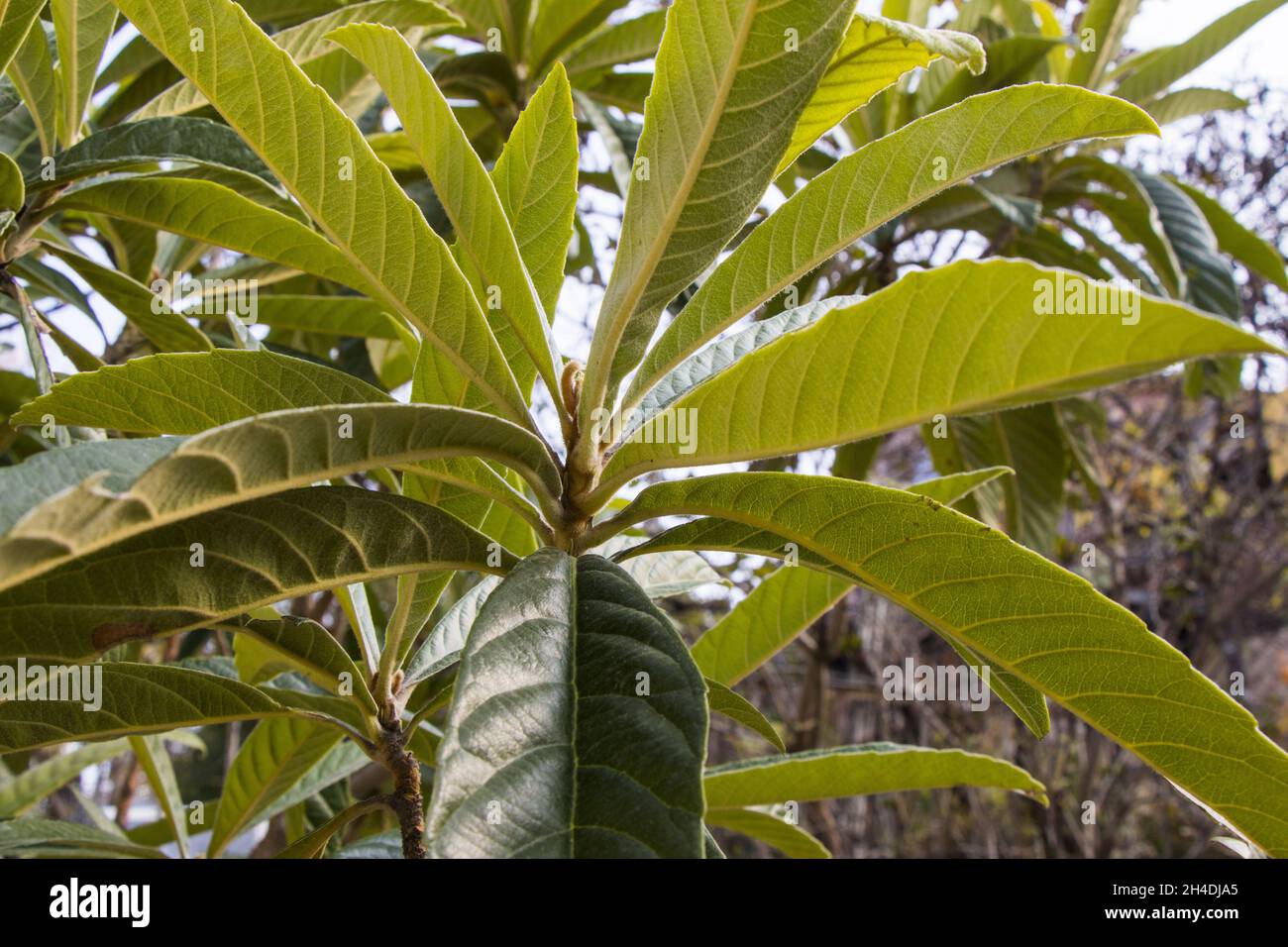 Nahaufnahme immergrüner Bäume Stockfoto