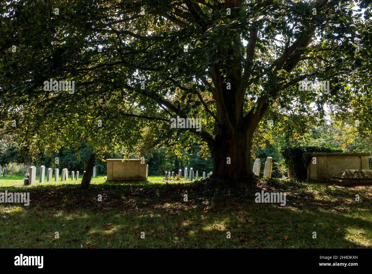 Gräber, die in einer Sonnenscheintasche unter dem Schatten eines Baumes in voller Blattfarbe in der St. Lawrence Church Knodishall, Suffolk, zu sehen sind Stockfoto
