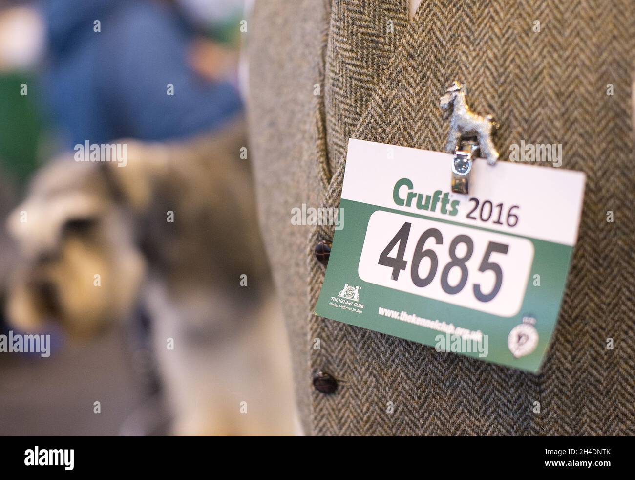 Am ersten Tag der weltgrößten Hundeausstellung Crufts, am Donnerstag, den 10. März 2016, erwartet ein Wettkämpfer-Abzeichen mit seinem Schnauzer Hund im National Exhibition Centre (NEC) in Birmingham. Stockfoto