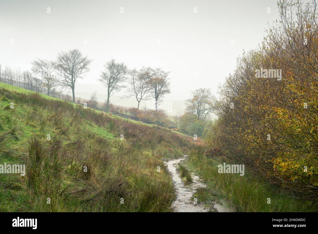 Herbstregen am Rande des Withypool Common im Barle Valley in der Nähe von Withypool im Exmoor National Park, Somerset, England. Stockfoto
