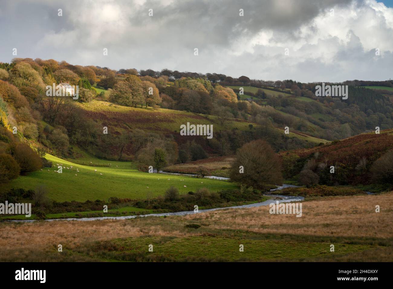 Der Fluss Barle schlängelt sich im Herbst durch das Barle Valley in Richtung Withypool im Exmoor National Park, Somerset, England. Stockfoto