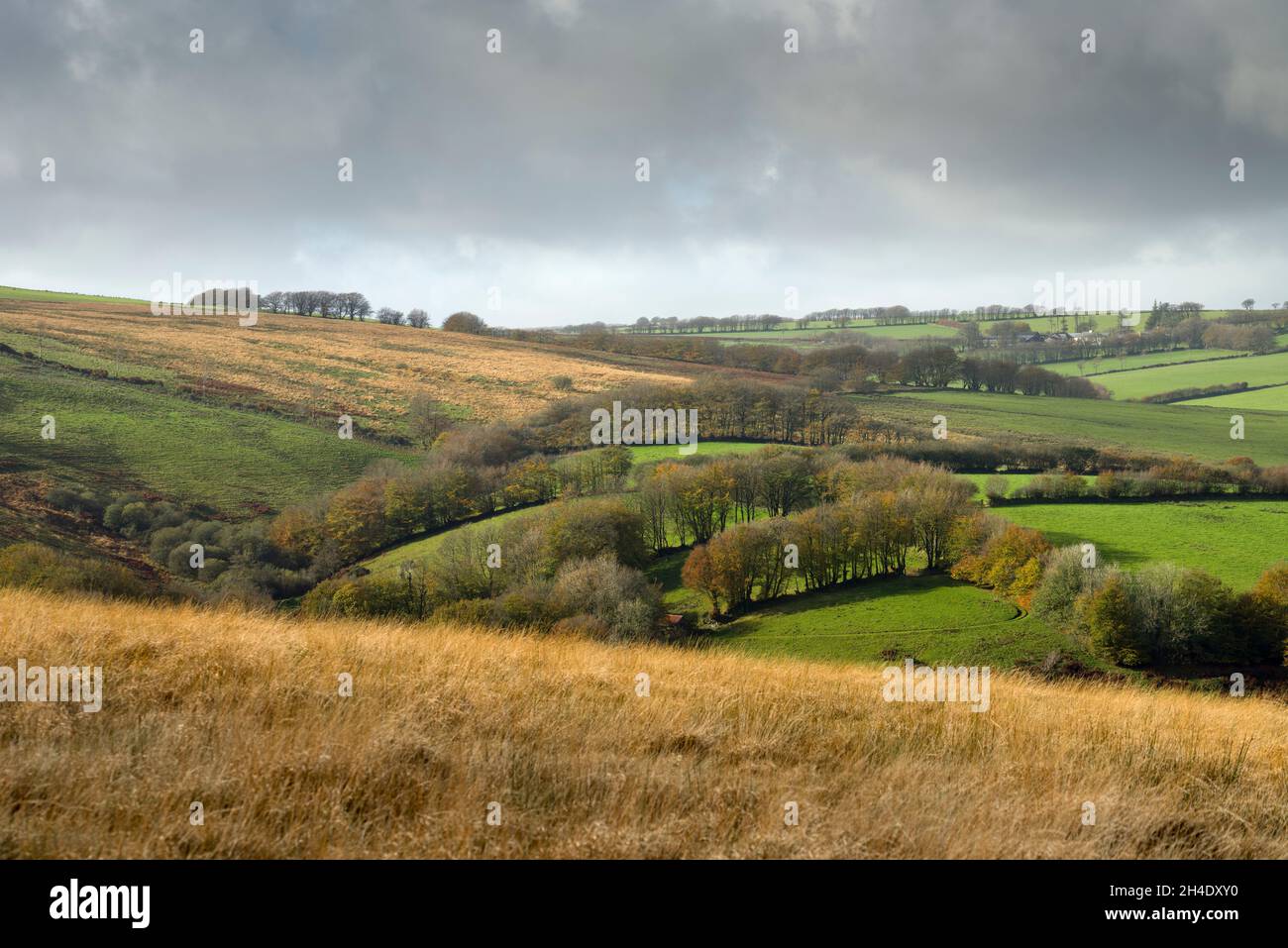 Blick nach Westen über die sanften Hügel des Exmoor National Park im Herbst von Withypool Common, Somerset, England. Stockfoto