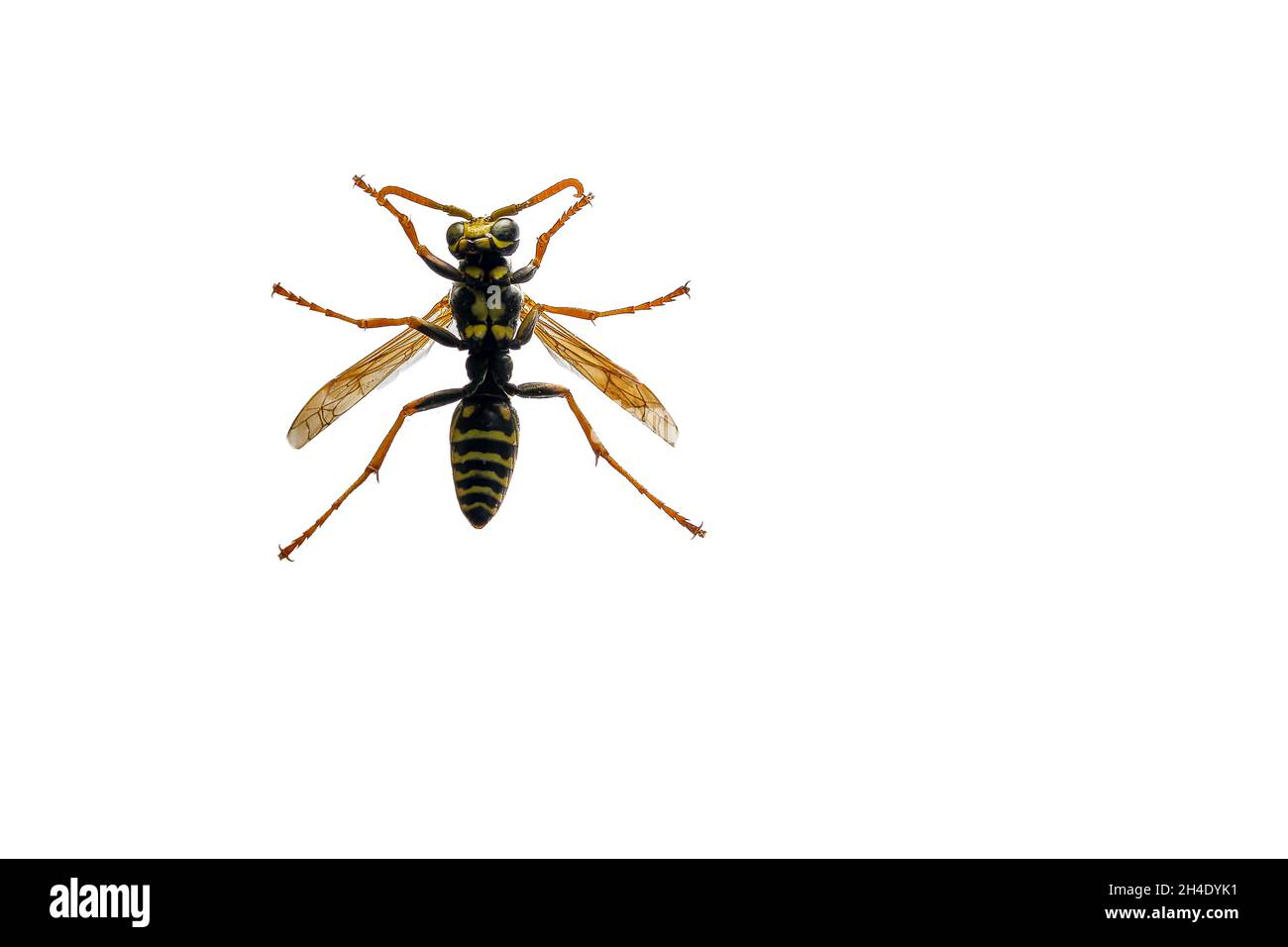 Nahaufnahme einer europäischen Papierwespe, Polistes Dominula, Ansicht von unten, beschnitten auf weißem Hintergrund Stockfoto