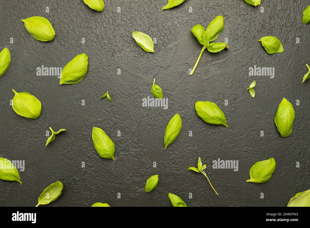 Frisches grünes Basilikum Blätter Muster isoliert auf blsck Hintergrund. Draufsicht. Flach liegend. Gesunde Lebensmittelzusammensetzung. Erntekonzept Stockfoto