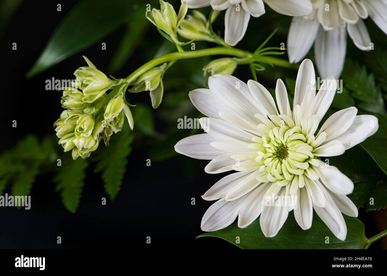 Schöne Darstellung der weißen Chrysantheme Blume mit anderen blühenden Knospen auf schwarzem Hintergrund Stockfoto
