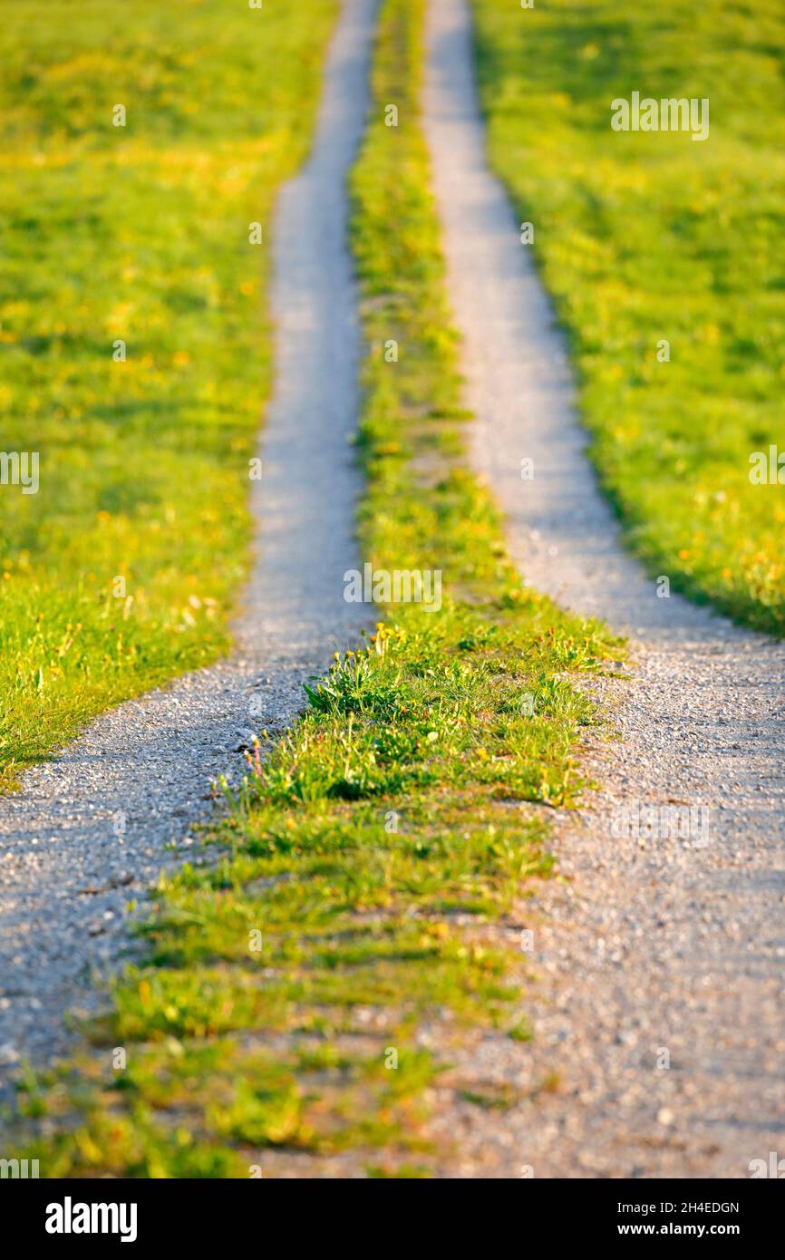 Feldweg im Frühling präsentiert von Blumenwiesen, Europa Stockfoto