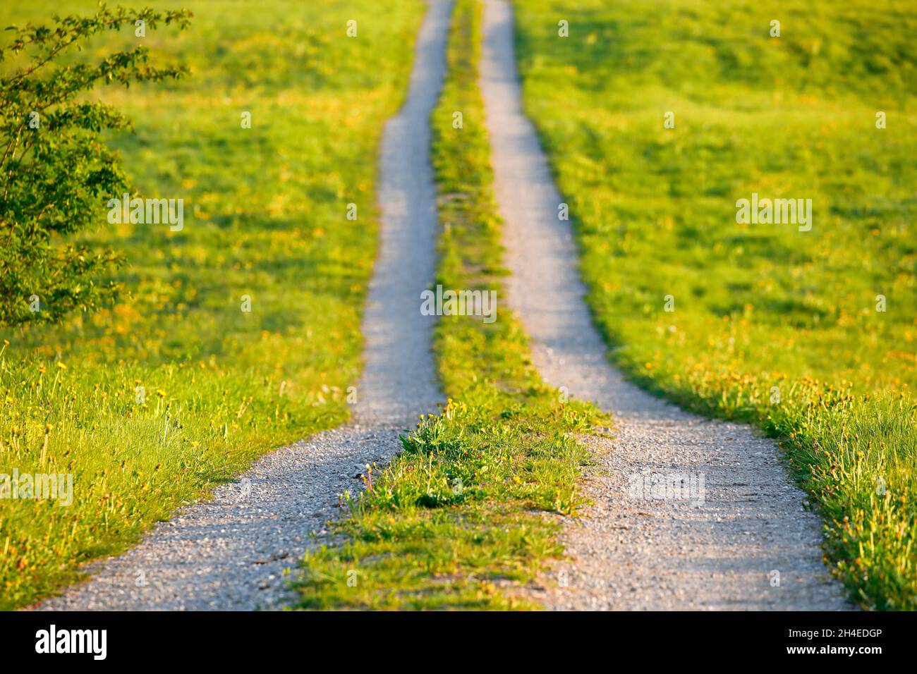 Feldweg im Frühling präsentiert von Blumenwiesen, Europa Stockfoto