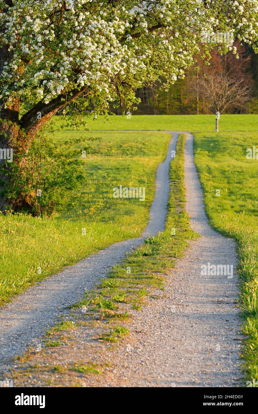 Feldweg im Frühling präsentiert von Blumenwiesen und blühendem Obstbaum, Europa Stockfoto