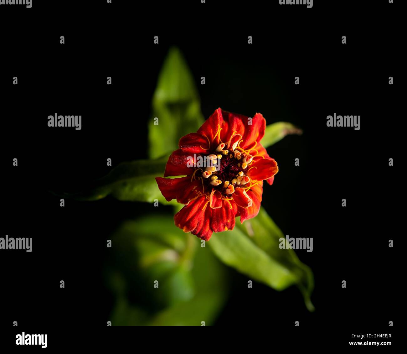 Leuchtende rote Blume auf dunklem Hintergrund, Nahaufnahme einer roten Blume Stockfoto