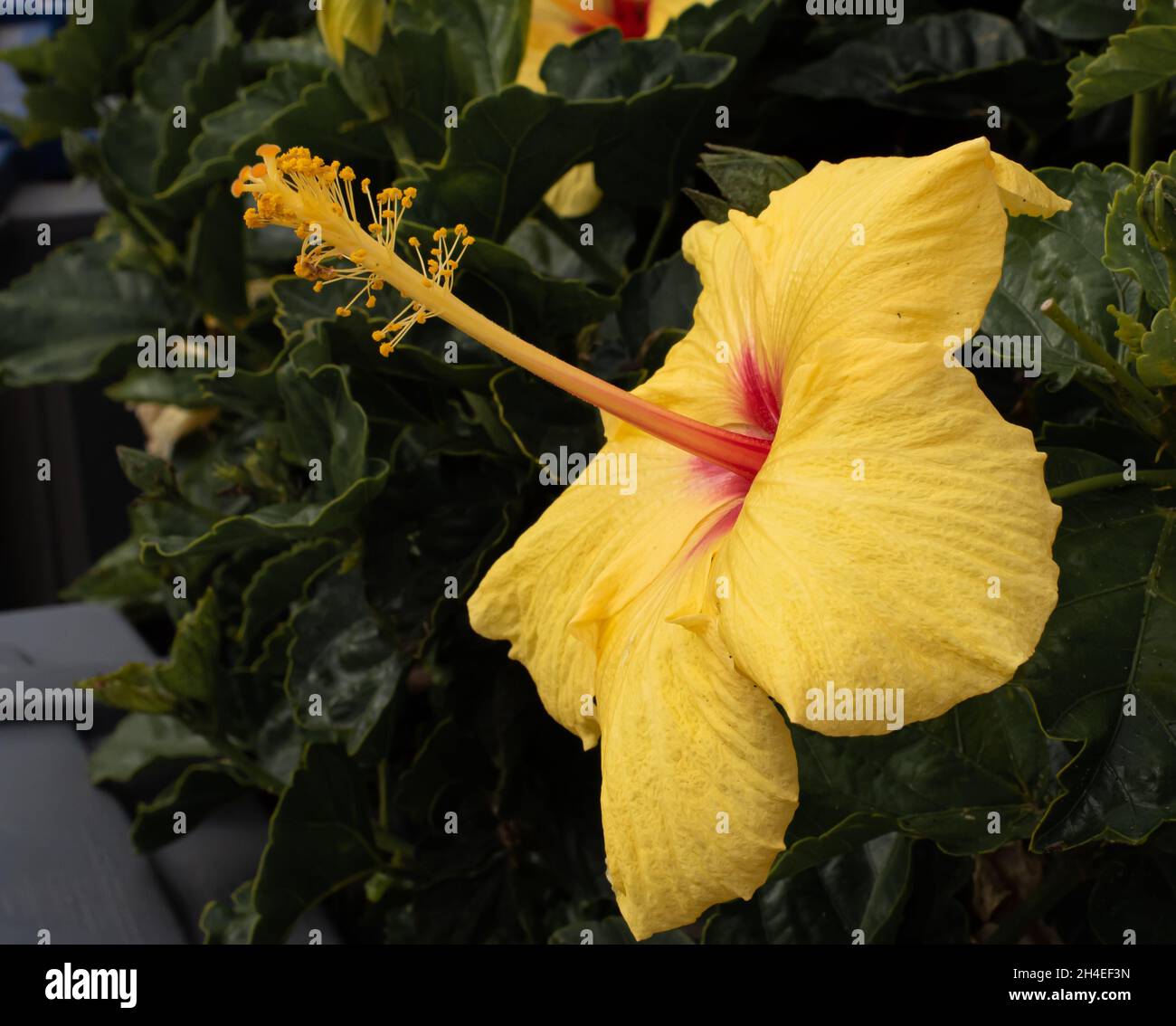 Schöne Gelbe Hibiskusblüte Stockfoto