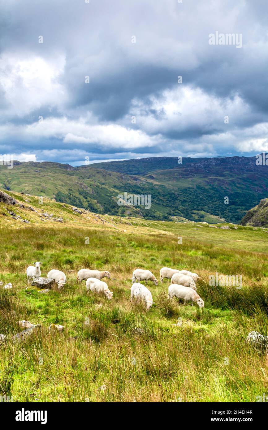 Schafe weiden auf dem Bergarbeiterweg hinauf zum Mount Snowdon, Snowdonia National Park, Wales, Großbritannien Stockfoto