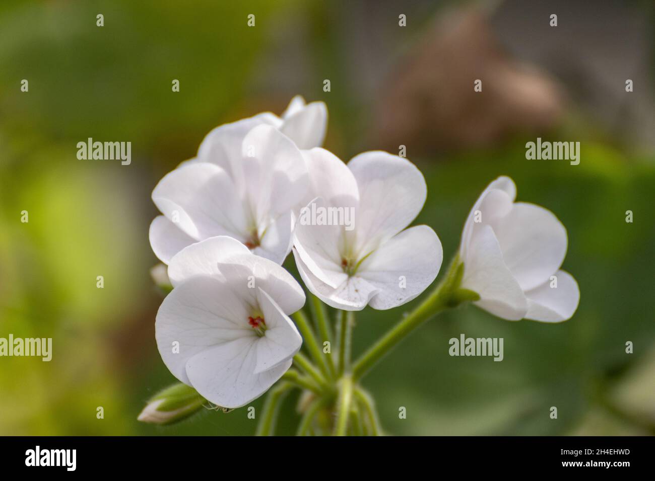 flores blancas en el Jardín de casa Stockfoto