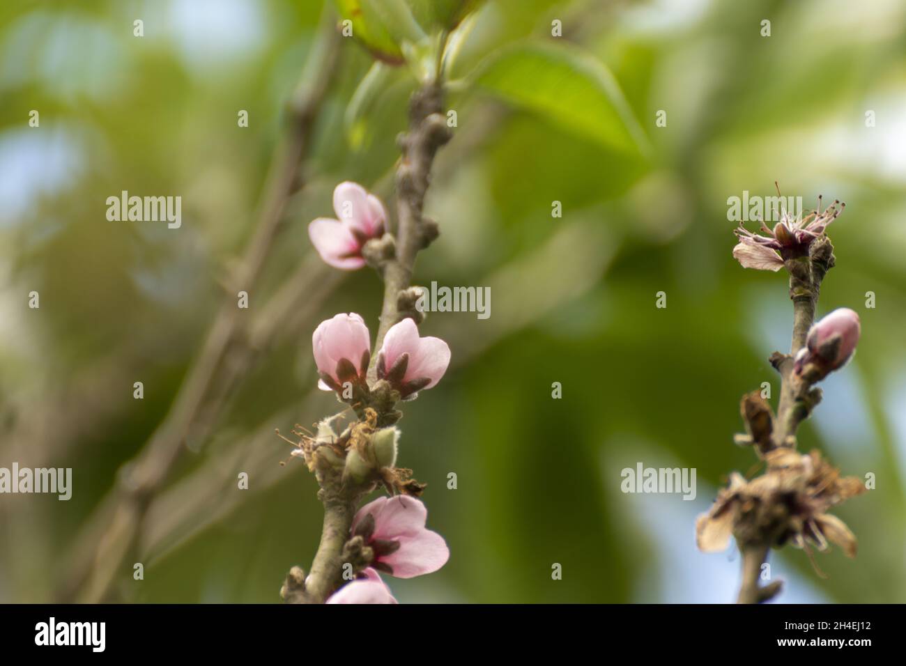 Retoños flores de Durazno Stockfoto