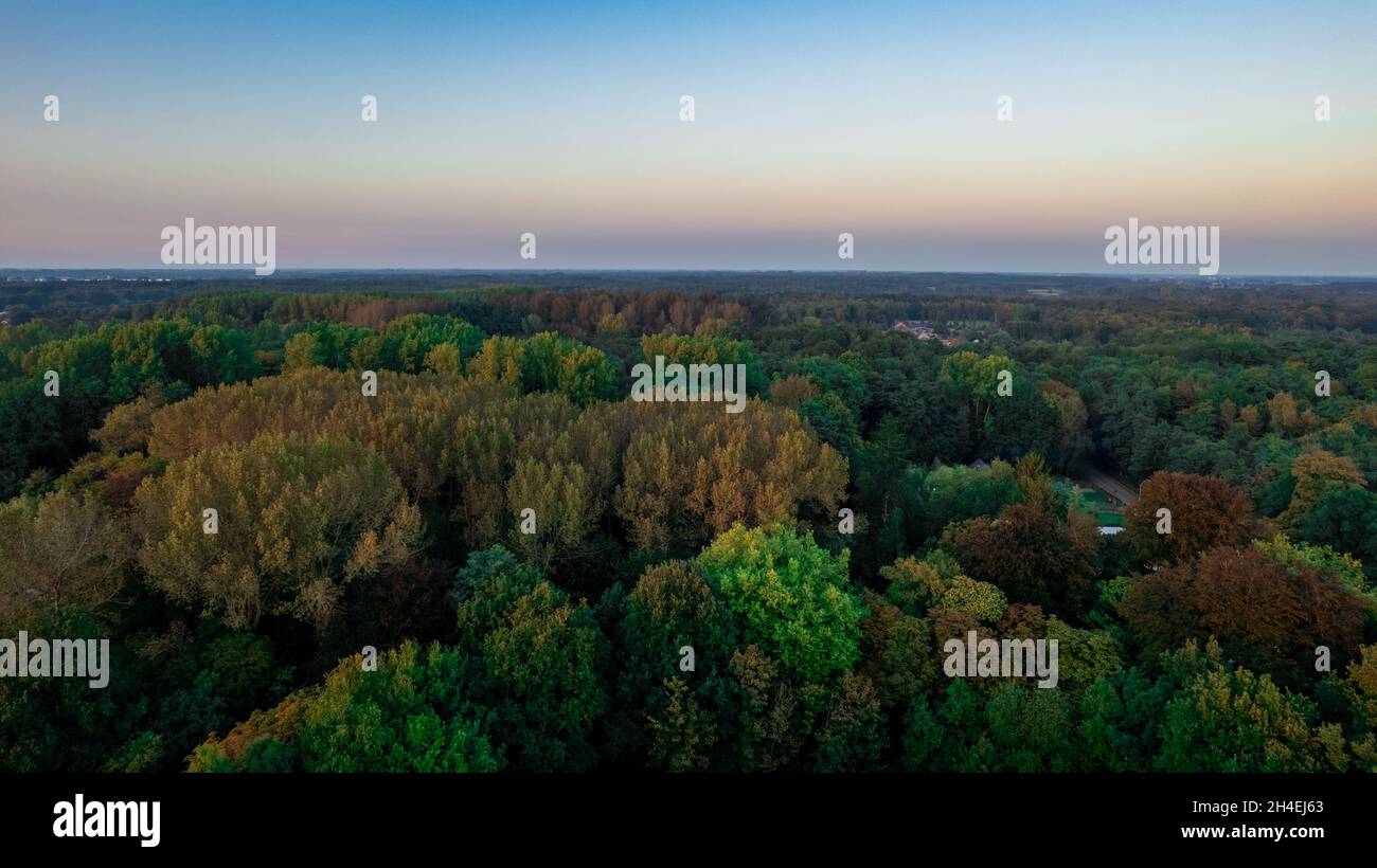Luftaufnahme aus dem Vogelperspektive über den schönen gemäßigten Nadelwald über den Bäumen, die die erstaunlichen verschiedenen grünen Kiefernwälder Farben zeigen. Luft Summen, fliegen tief über einer dichten Waldlandschaft. Hochwertige Fotos Stockfoto