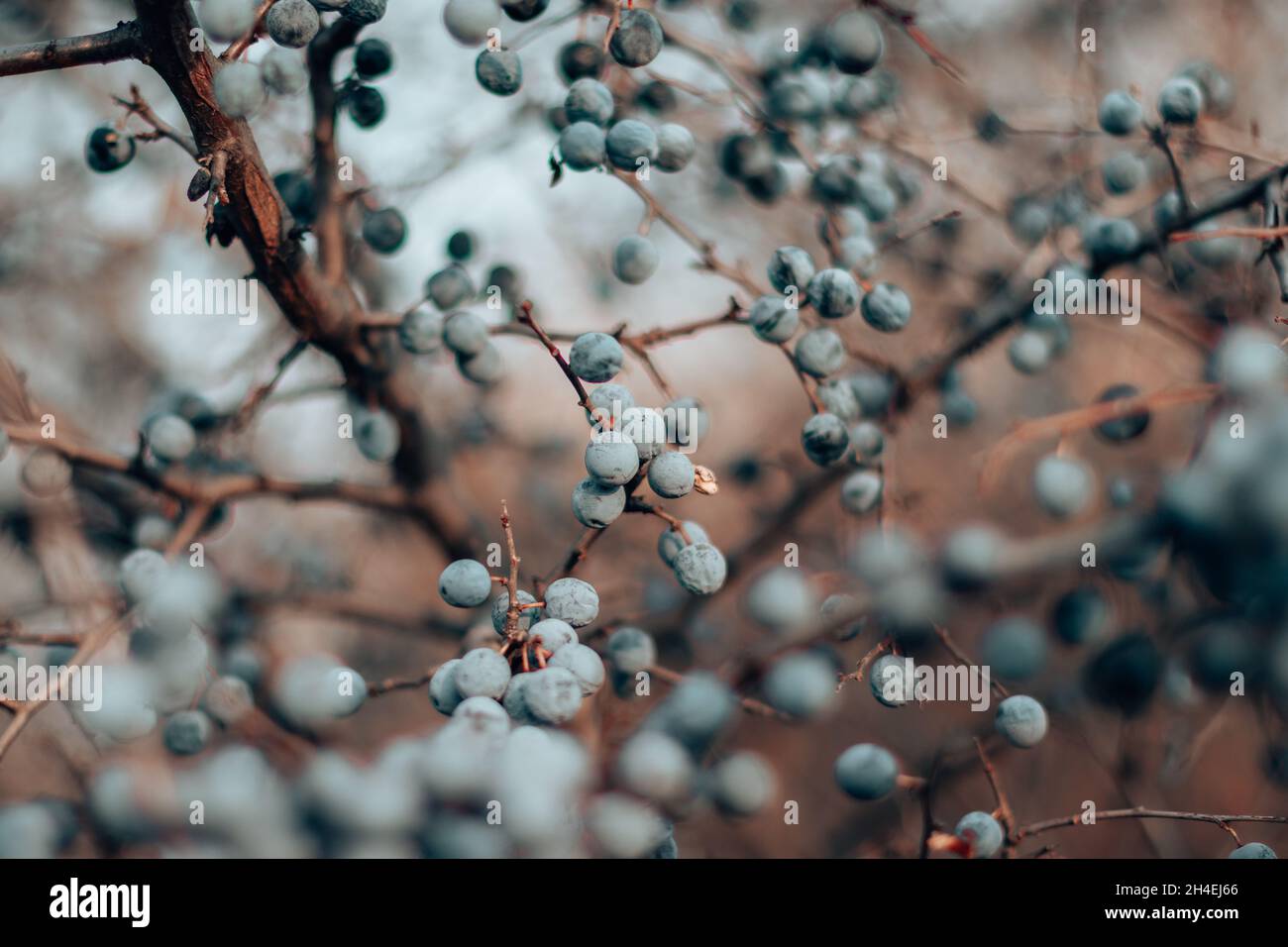 Wilder Schlehdorn. Blaue Schlehdornbeeren auf dem Ast im Spätherbst Stockfoto