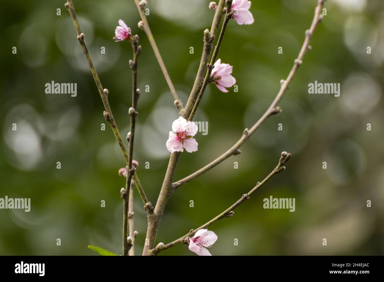 Retoños flores de Durazno Stockfoto