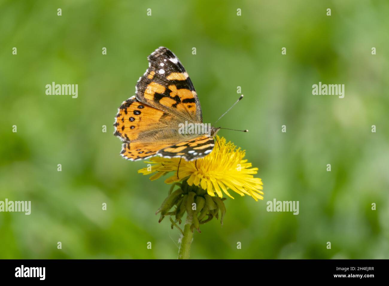 Mariposa sobre un diente de leon Stockfoto