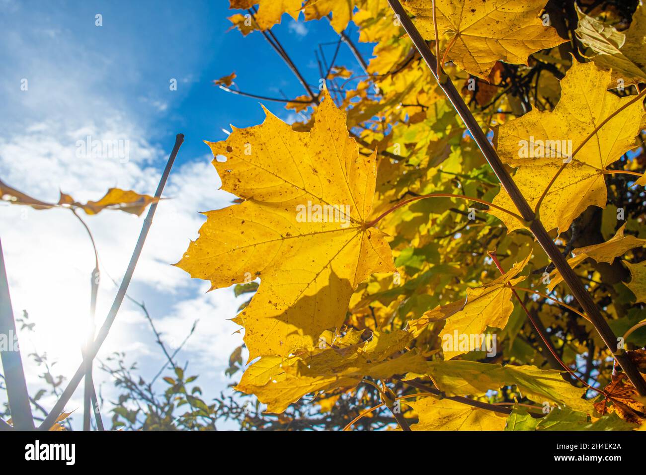 Gelbe Ahornblätter leuchten im Herbst in beeindruckenden Farben gegen einen leicht bewölkten Himmel im Gegenlicht Stockfoto