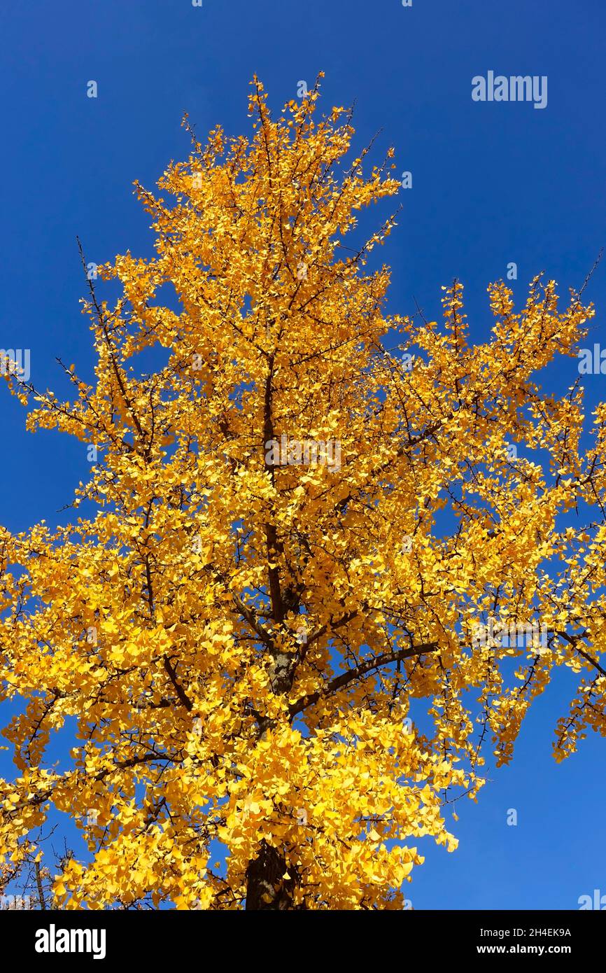 Ginkgo biloba, allgemein bekannt als Ginkgo oder Ginko, auch als die maidenhair Tree bekannt Stockfoto