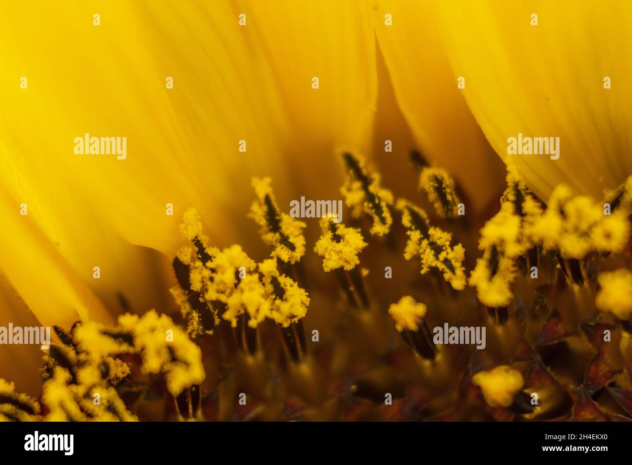 Girasol amarillo con polen Stockfoto