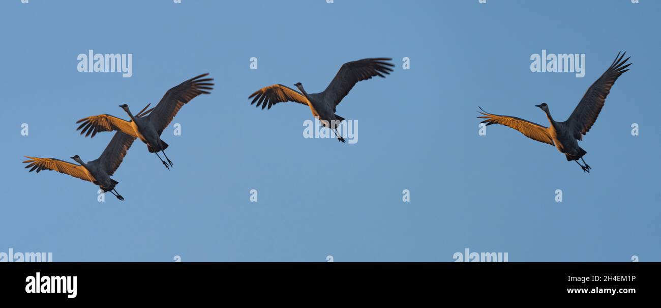 Sandhill-Kraniche fliegen über Crex Meadows in Wisconsin. Stockfoto