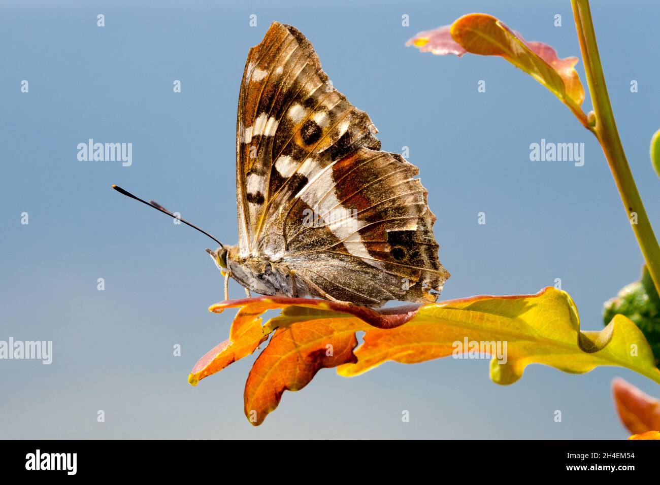 Lila Kaiser Schmetterling Apatura Iris männlich sitzen auf einem Eichenblatt, Schmetterling von der Seite Schmetterling hoch Schmetterlingsflügel unter der Seite Insekten auf Blatt Stockfoto