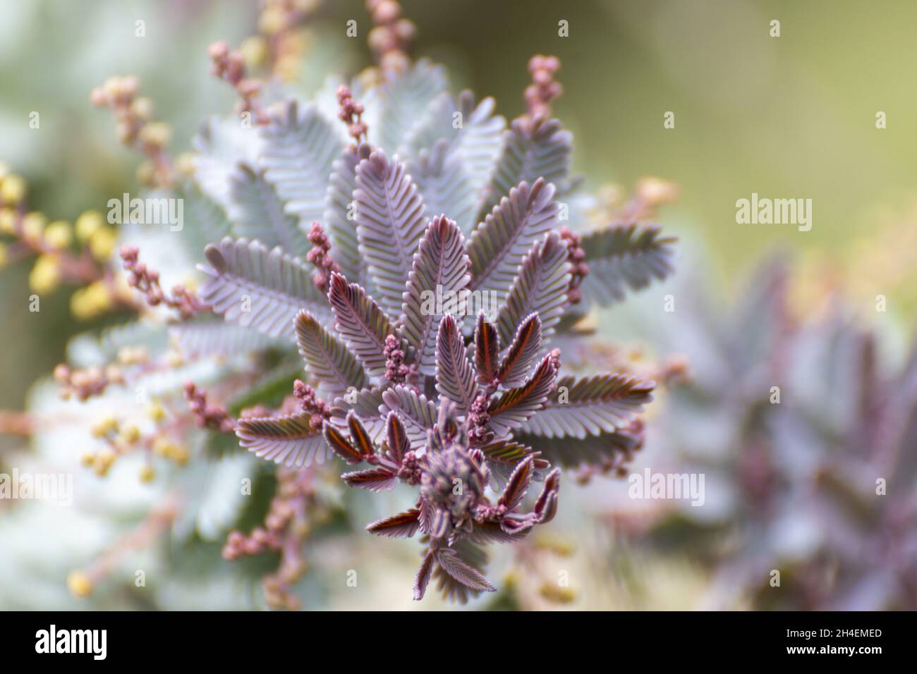 Retoño, la naturaleza nos muestra como renace Stockfoto