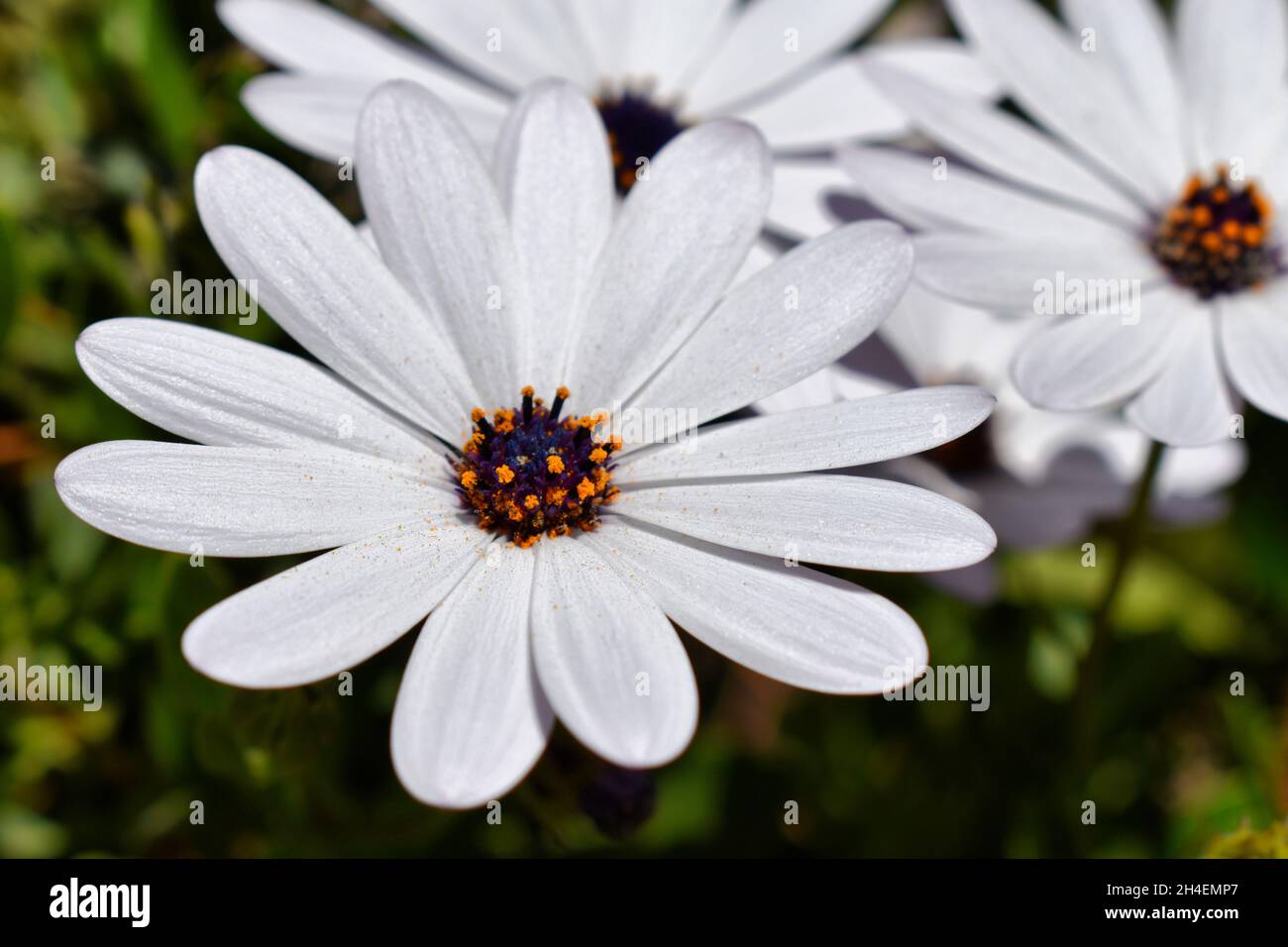 flores blancas en el Jardín de casa Stockfoto