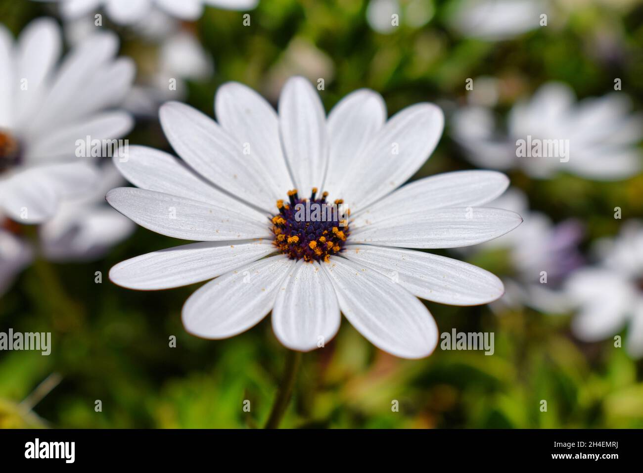 flores blancas en el Jardín de casa Stockfoto