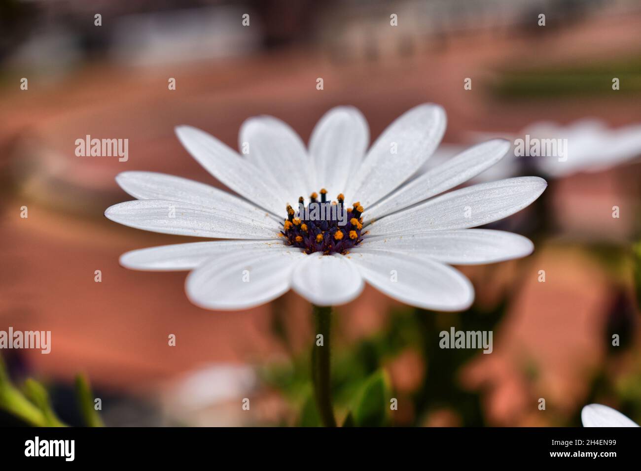 Flor blanca (Margarita africana) tomada en un paseo por un parque al atardecer Stockfoto