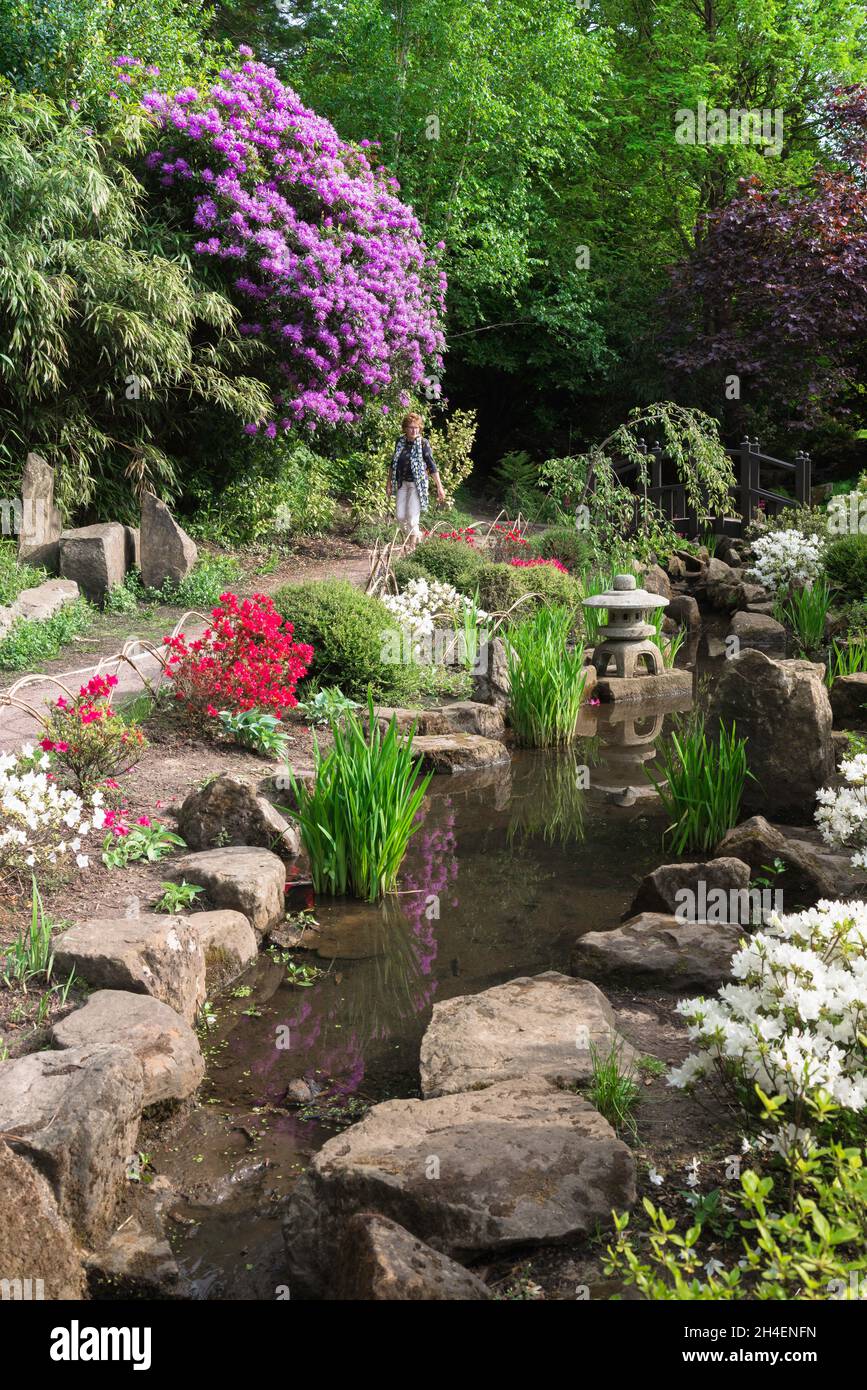 Harrogate Valley Gardens, Blick im Sommer auf den farbenfrohen Japanischen Garten in den The Valley Gardens in Harrogate, North Yorkshire, England, Großbritannien Stockfoto