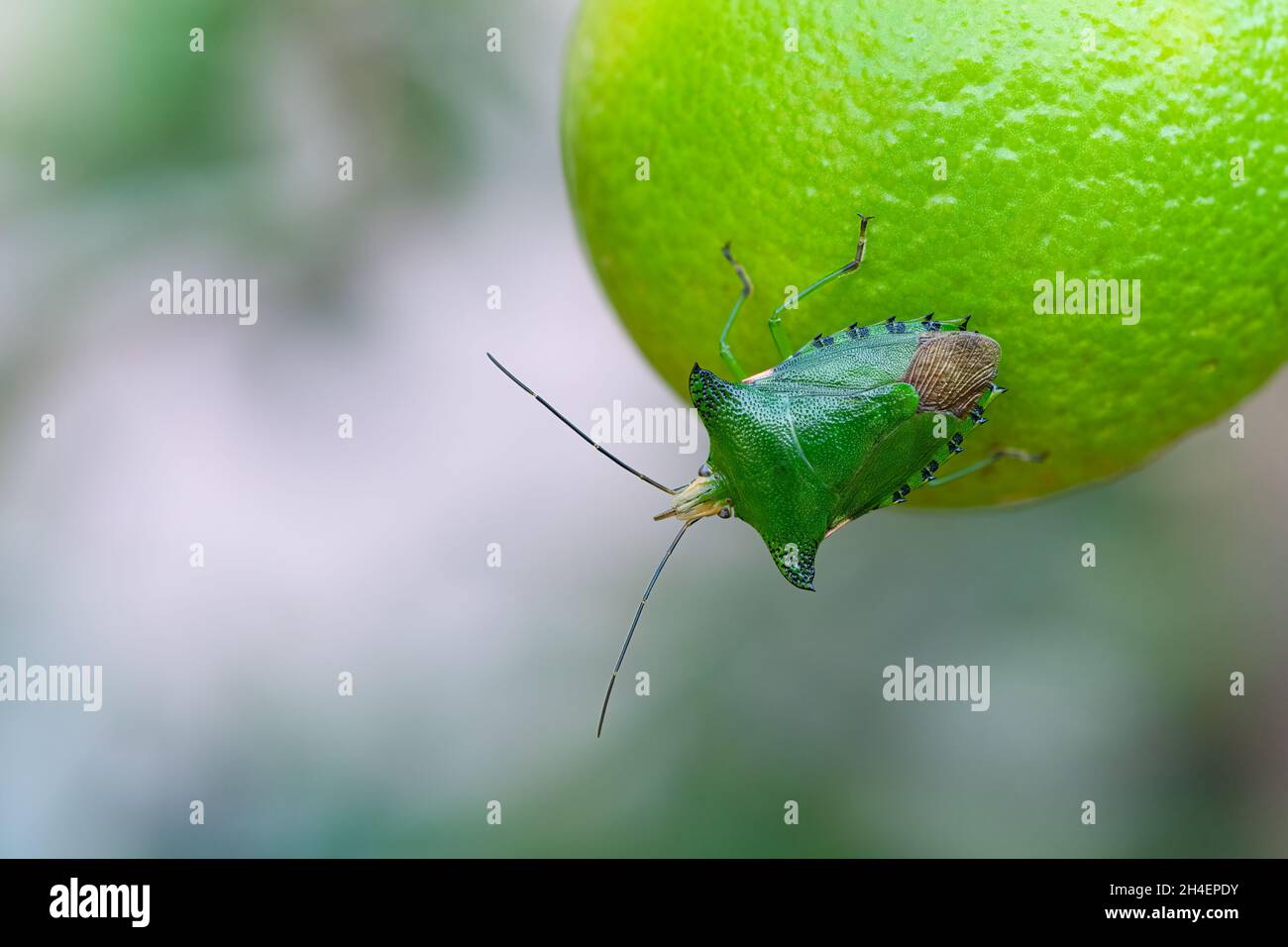 Ein farbenfroher Citrus stinkt Käfer, der auf einer Limettenfrucht starrt Stockfoto