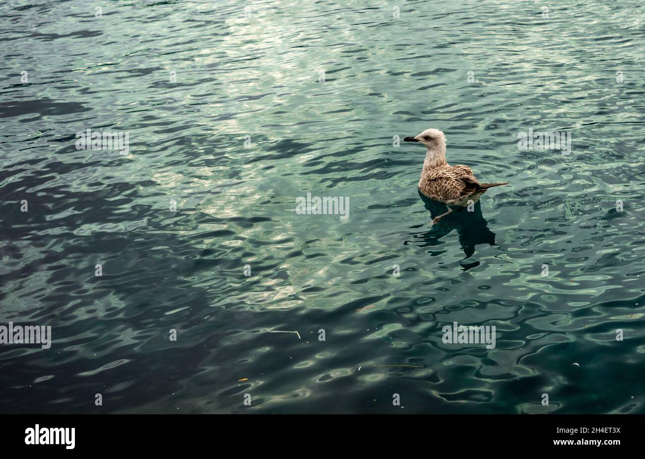 Möwen schwimmen allein im grünen Meer Stockfoto