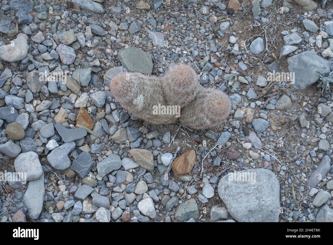 Wüstenboden im Tularosa-Becken von New Mexico Stockfoto