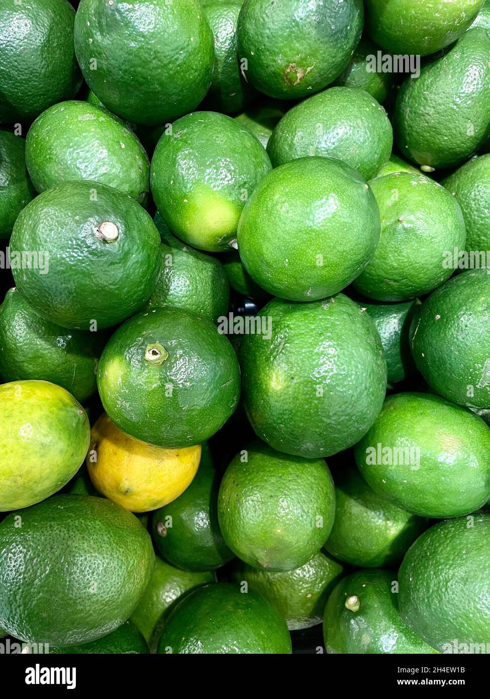 Limette oder Jeruk nipis (lat Citrus aurantifolia; Familie: Rutaceae) ist eine Pflanze, die zum Stamm der Zitrusorange gehört und in Asien und Zentral verbreitet ist Stockfoto