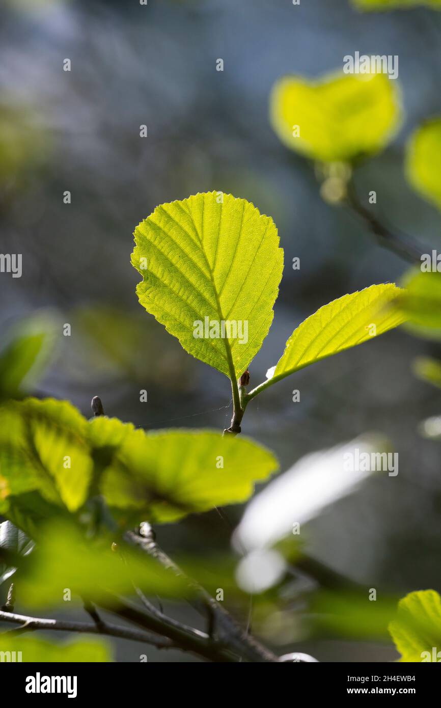 Schwarz-Erle, Schwarzerle, Erle, Alnus glutinosa, Gemeine Erle, Erle, Aulne glutineux. Blatt, Blätter, Blatt, Blätter Stockfoto