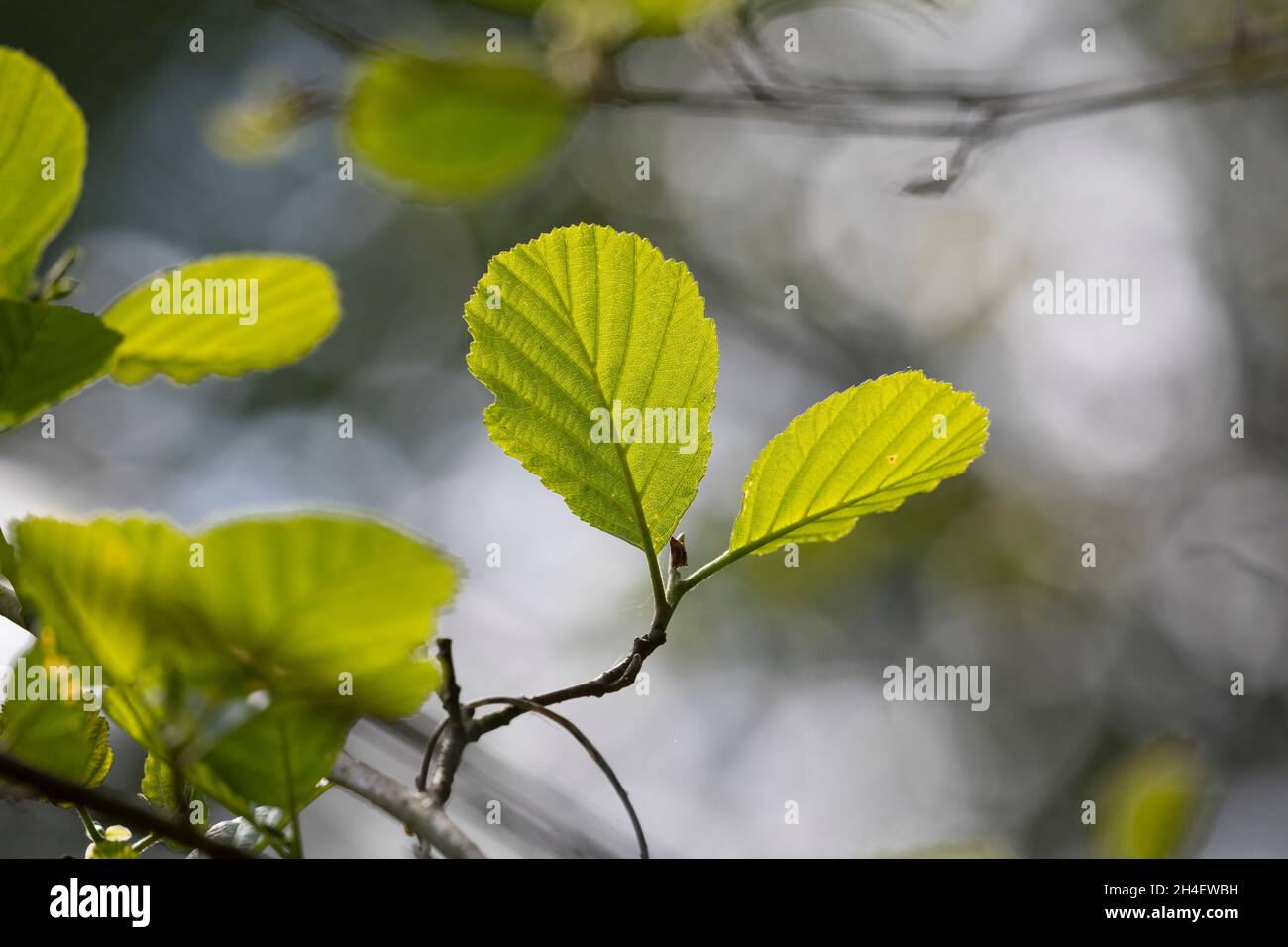 Schwarz-Erle, Schwarzerle, Erle, Alnus glutinosa, Gemeine Erle, Erle, Aulne glutineux. Blatt, Blätter, Blatt, Blätter Stockfoto