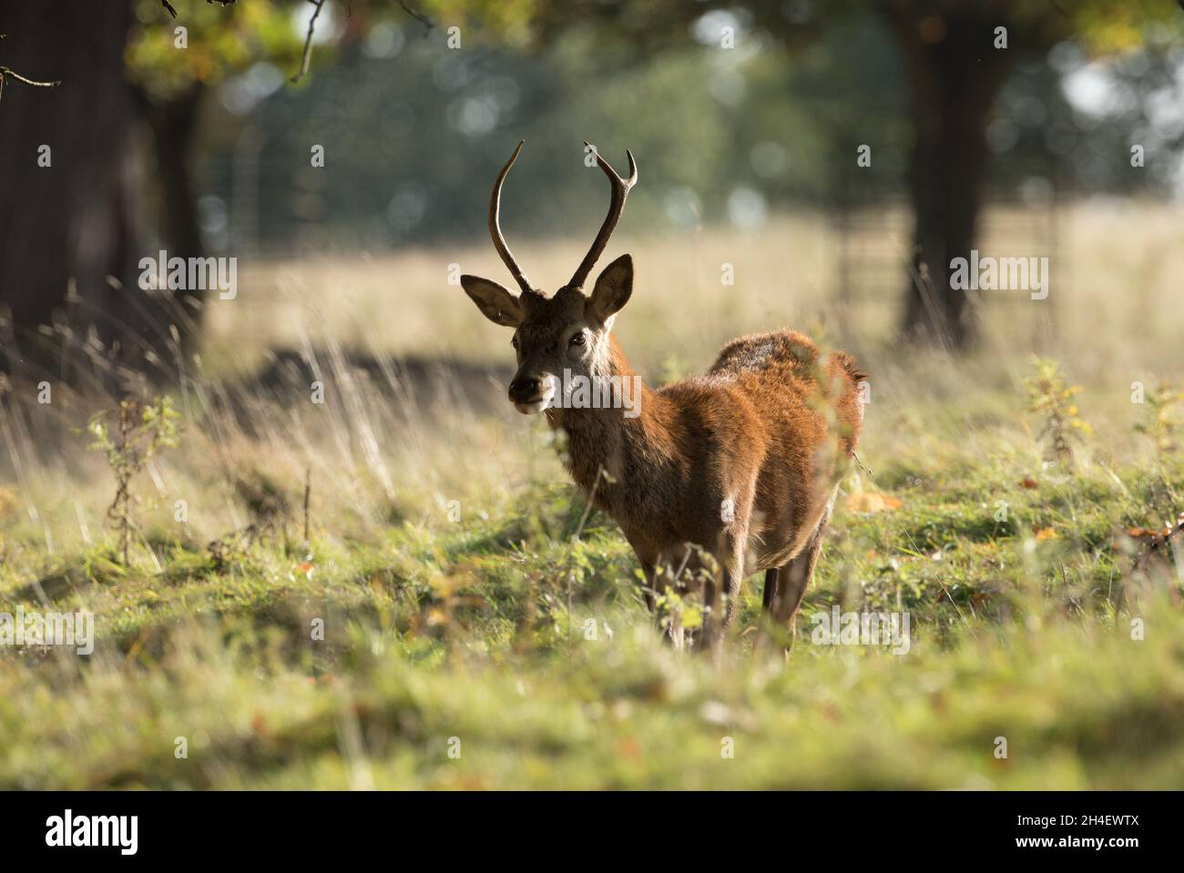 Young Stag, Studley Royal, North Yorkshire Stockfoto