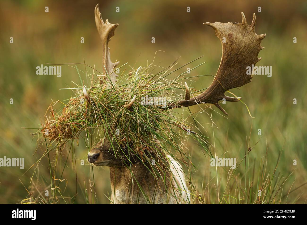 Damhirsch mit Vegetation auf seinem Geweih Stockfoto