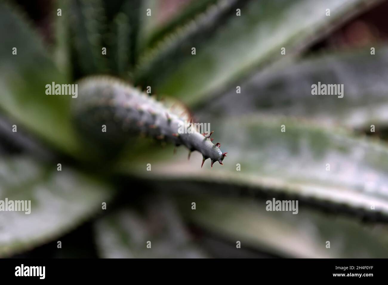 Flecke des Aloe vera Sukkulente Stockfoto
