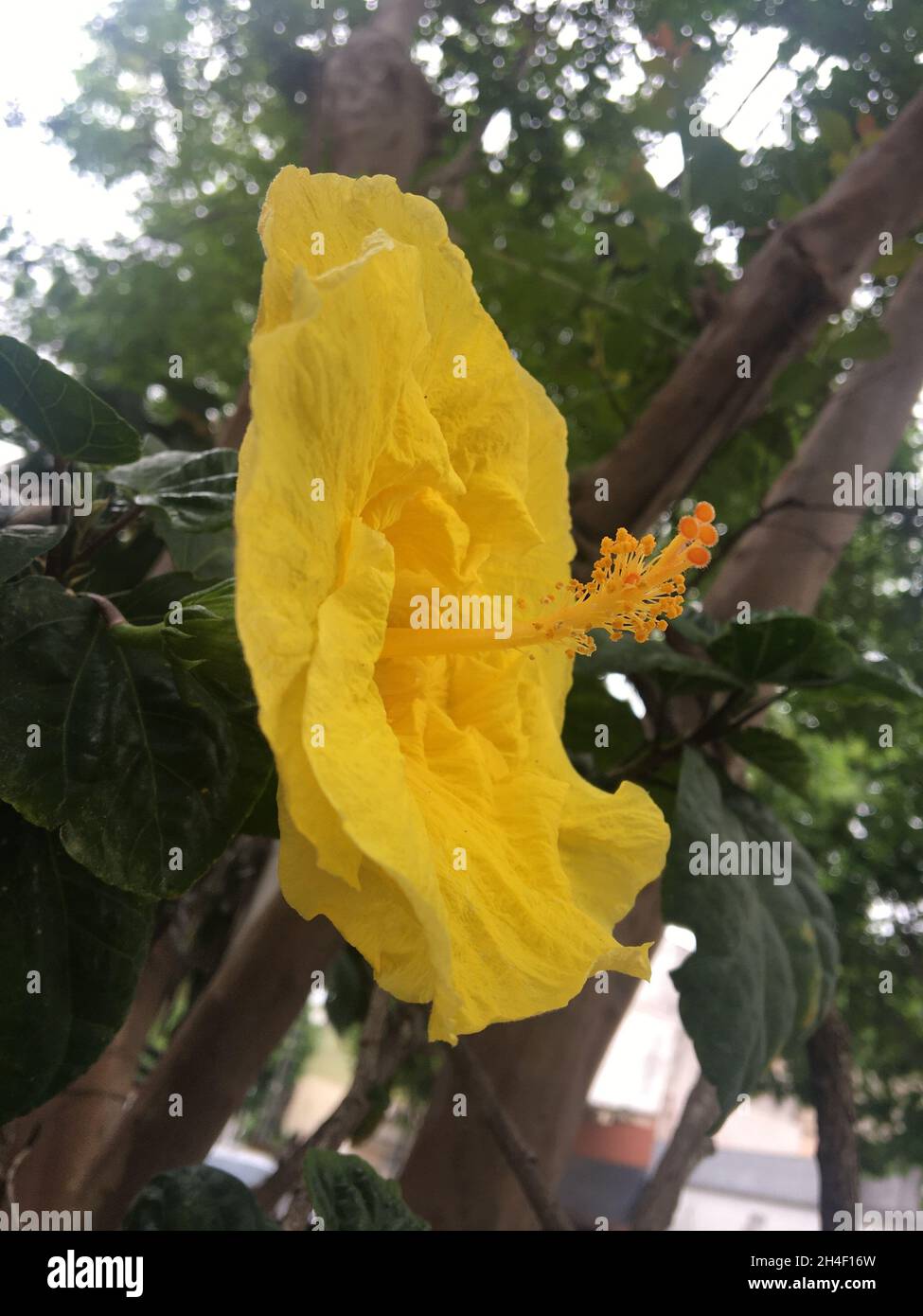 Nahaufnahme der gelben Blüte eines Hibiskus Stockfoto